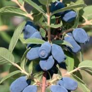 Саджанець Жимолость їстівна Honeybee (Медова бджілка)