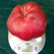 Саджанець Яблуня Джумбо Помм