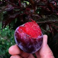 Саджанець Слива Голівуд (тип венгерка)