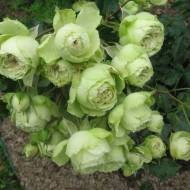 Троянда флорибунда Лавлі грін