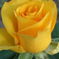 Роза чайно-гибридная Керио