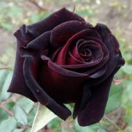 Троянда чайно-гібридна Чорний принц