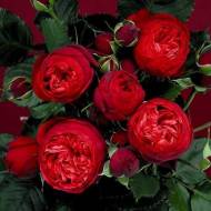 Троянда англійська Кінг Артур (кущова)