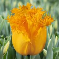Тюльпан бахромчастий Hamilton