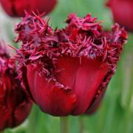 Тюльпан бахромчастий Versaci