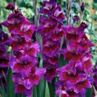 Гладіолус Оксамитові очі