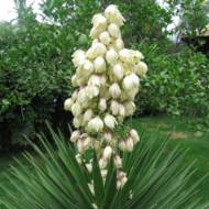 Саджанець Юка