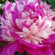 Півонія Celebrity в контейнері