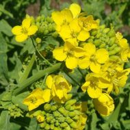 Біла гірчиця Ослава за 0,5 кг