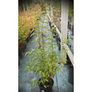 Дейція Scarba Plena