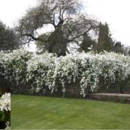 Саджанець Екзохорда The Bride