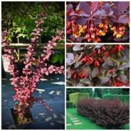 Барбарис Оттавський Superba