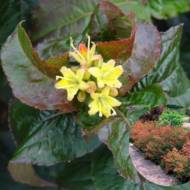 Дієрвіла Troja Black