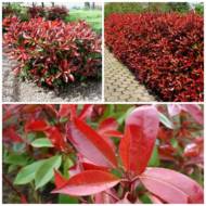 Фотинія Red robin