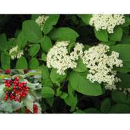 Саджанець Калина гордовина в контейнері