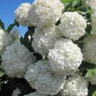 Саджанець Калина звичайна Бульденеж в контейнері