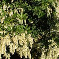 Саджанець Пієріс Фуга в контейнері