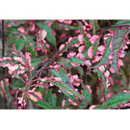 Саджанець Слива Хесей в контейнері