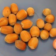 Саджанець Фундук Еніс