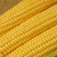 Суміш з 4-х гібридів суперсолодкої кукурудзи