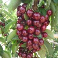 Саженец Черешня колоновидная Квин Мэри