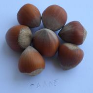 Саженец Фундук Галле