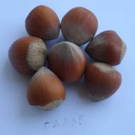 Саженец Фундук Галле