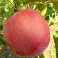 Саженец Яблоня Джумбо Помм
