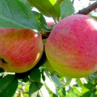 Саженец Яблоня Мельба