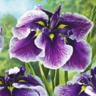 Ірис японський Crystal Halo