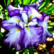 Ірис японський Harlequinesque