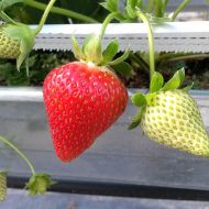 Саженец Клубника садовая Мурано