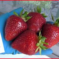 Саженец Клубника садовая Вивара