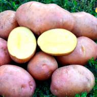 Насіннєва картопля Санібель
