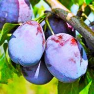 Саджанець Слива Амерс (тип венгерка)