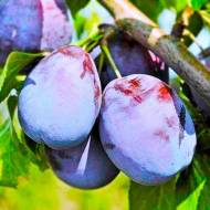 Саджанець Слива Амерс (тип венгерка)