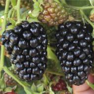 Саджанець Ожина Небеса можуть почекати