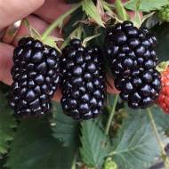 Саджанець Ожина Тревелер