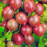 Саджанець Агрус Фінік в контейнері