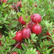 Саженец Клюква Пилигрим