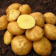 Насіннєва картопля Вінета