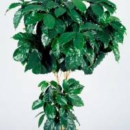 Кавове дерево Арабіка за 1 г