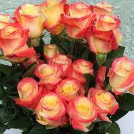 Роза чайно-гибридная Флорида