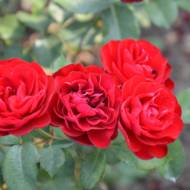 Роза спрей Торнадо