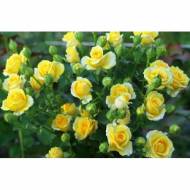 Роза спрей Сан сити