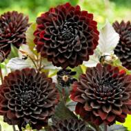 Георгина Karma Choc