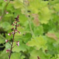 Саженец гейхеры Pinot Gris в контейнере