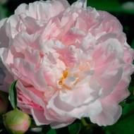 Саженец пиона Catharina Fontijn в контейнере