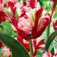 Тюльпан попугайный Estella Rijnveld