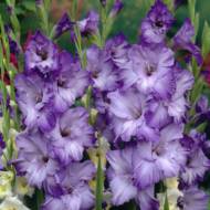 Гладиолус Голубой остров за 4 шт.